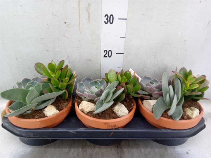 <h4>Arr.  Succulents L%</h4>