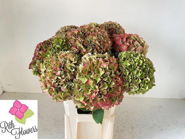 <h4>HYDR M ELBTAL CL</h4>