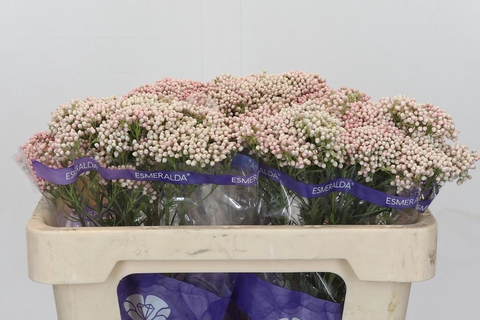 Ozothamnus Cooks Tall Pink