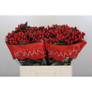 Hypericum True Romance