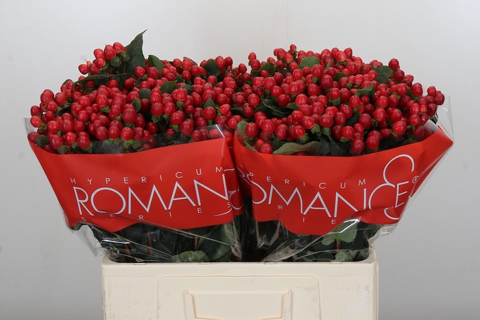 Hypericum True Romance