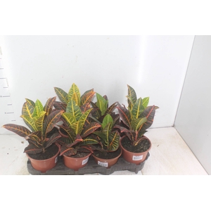 CROTON HIBRIDO PETRA P15
