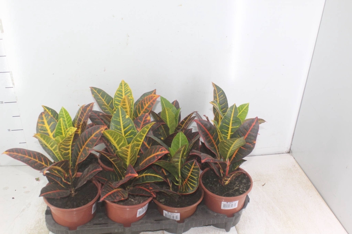 <h4>CROTON HIBRIDO PETRA P15</h4>