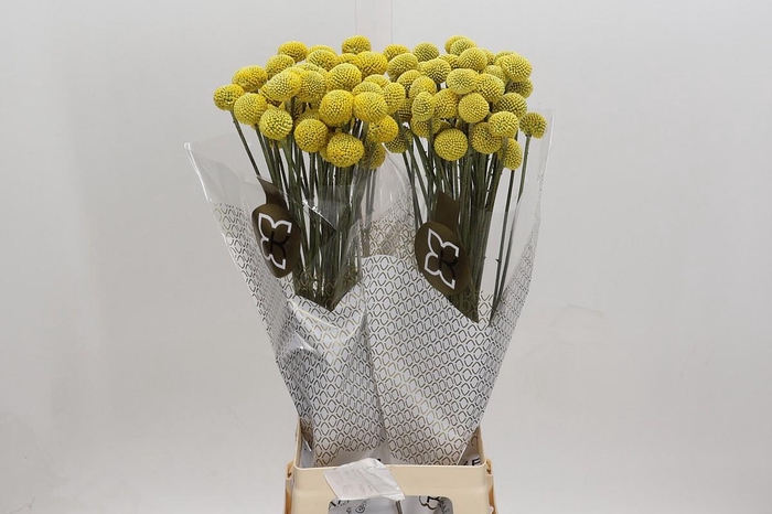 <h4>Craspedia globosa Paintball Jumbo</h4>