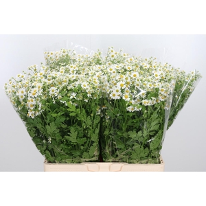 Tanacetum Pa Single Vegmo