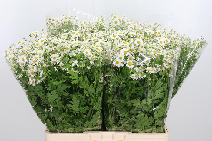 <h4>Tanacetum Pa Single Vegmo</h4>