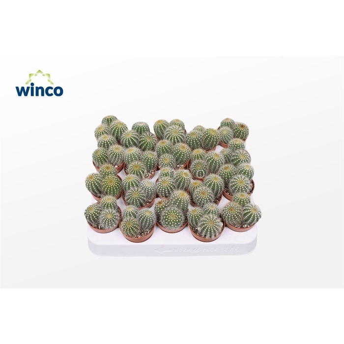 <h4>PARODIA WARASII</h4>