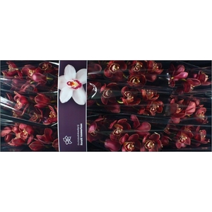 Cymbidium Lucifer