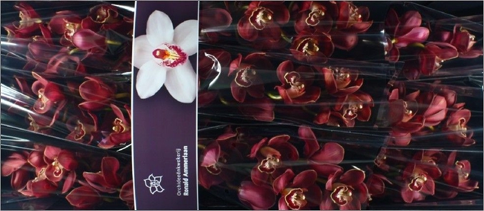 <h4>Cymbidium Lucifer</h4>