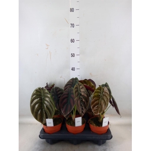 Alocasia cuprea 'Red Secret'