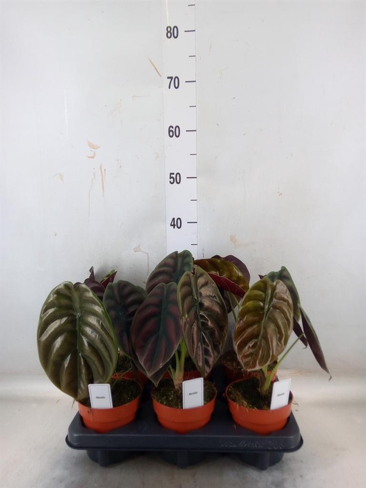 <h4>Alocasia cuprea 'Red Secret'</h4>