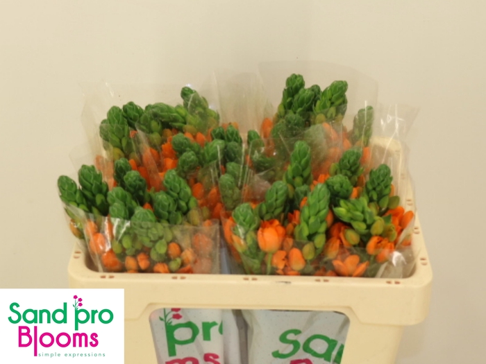 <h4>ORNIT DB SUNRAY</h4>