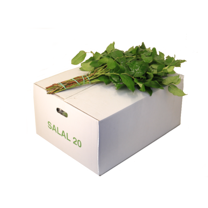 <h4>SALAL EXTRA AIR</h4>