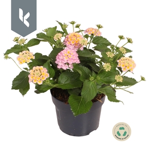Lantana Havana Rose