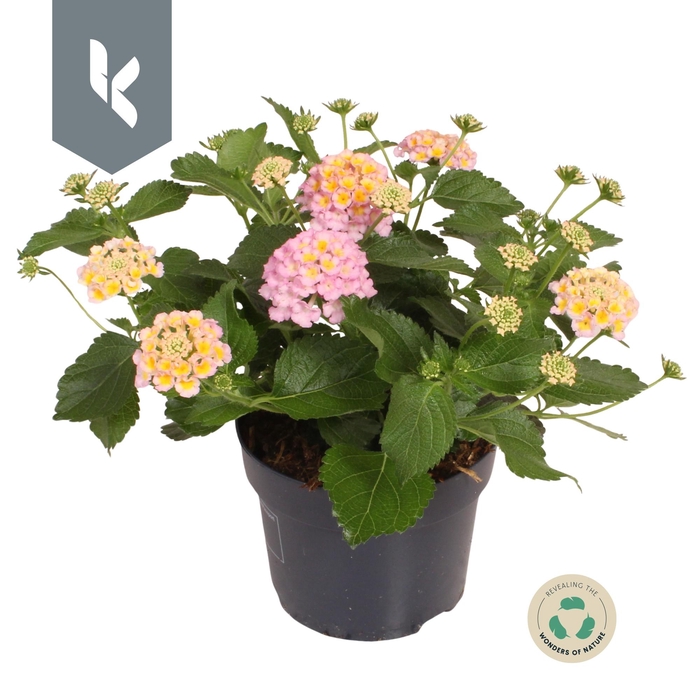 <h4>Lantana Havana Rose</h4>