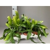 Epiphyllum