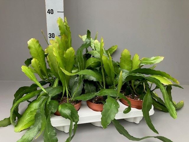 Epiphyllum