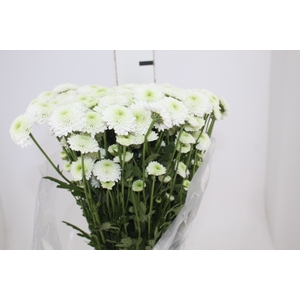 CRISANTEMO SANTINI AKOYA 080 CM