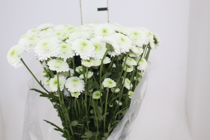 <h4>CRISANTEMO SANTINI AKOYA 080 CM</h4>