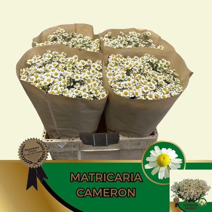 <h4>TANA PA CAMERON</h4>