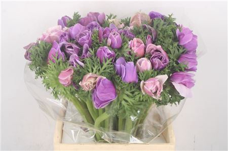 Anem Mistral Cenere X25