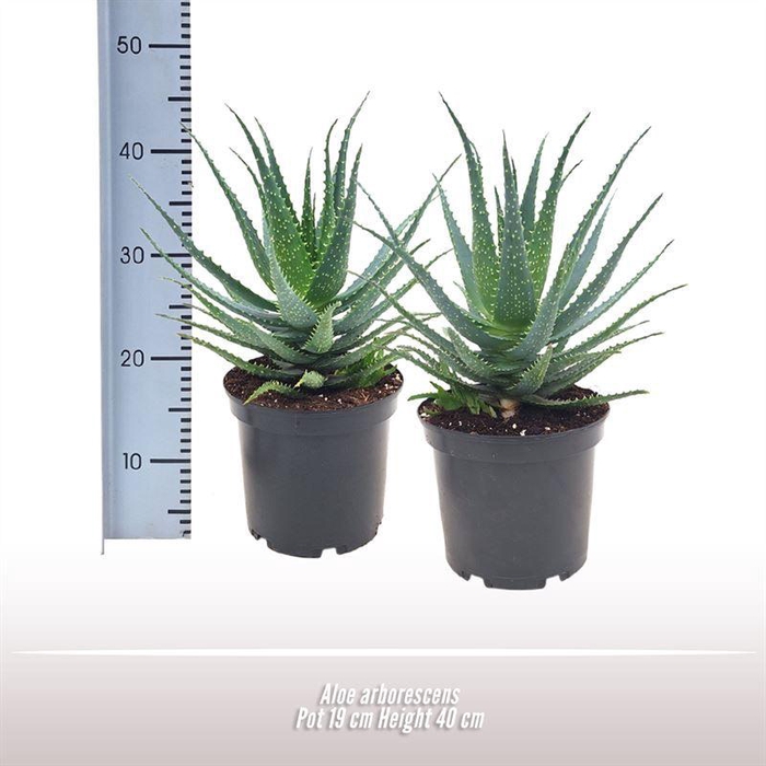 <h4>Aloe arborescens</h4>