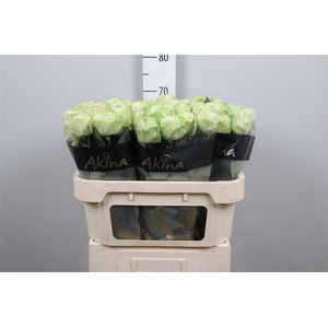 R Gr White Kahala-bb