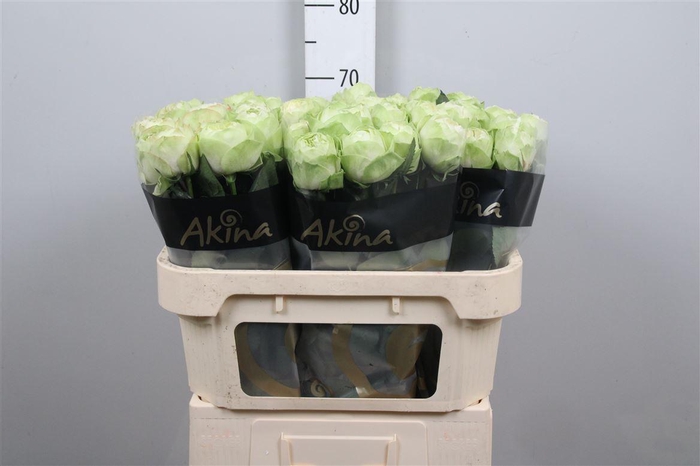 <h4>R Gr White Kahala-bb</h4>