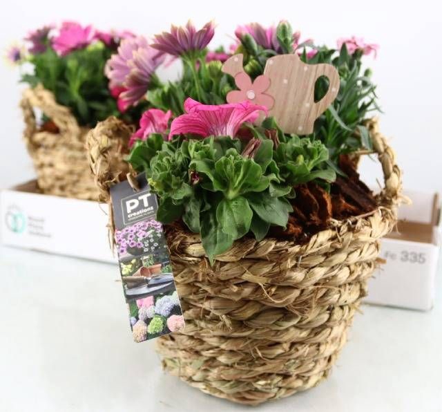 <h4>ARR TUINPLANTEN</h4>