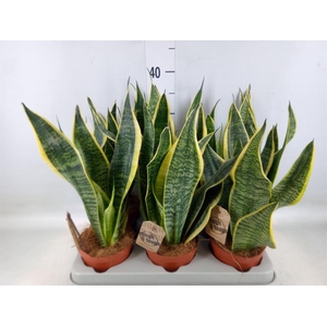 Sansevieria trifa. 'Futura Superba'