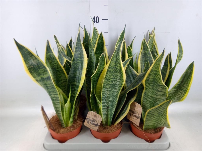 <h4>Sansevieria trifa. 'Futura Superba'</h4>