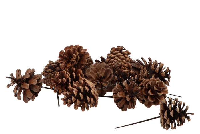 <h4>Pick Nature Plug Austrians P/200</h4>