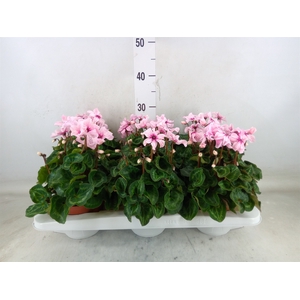 Cyclamen KL 'Illusia'