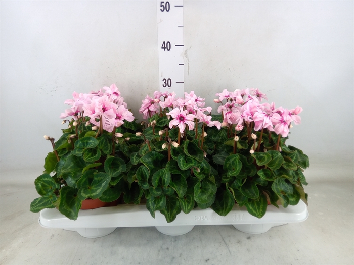 <h4>Cyclamen KL 'Illusia'</h4>