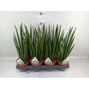 Sansevieria cyl.  ...