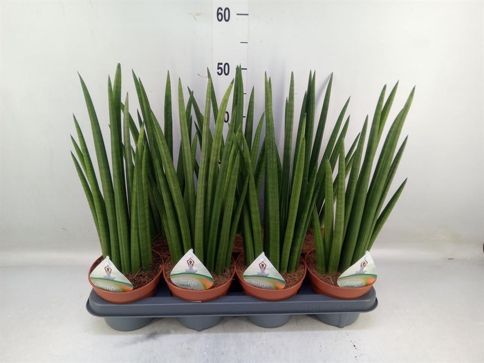 <h4>Sansevieria cyl.  ...</h4>