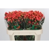 Hypericum Magical Royal Princess