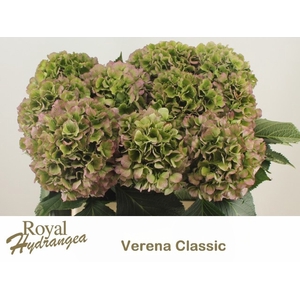 HYDR M CH VERE BL CL