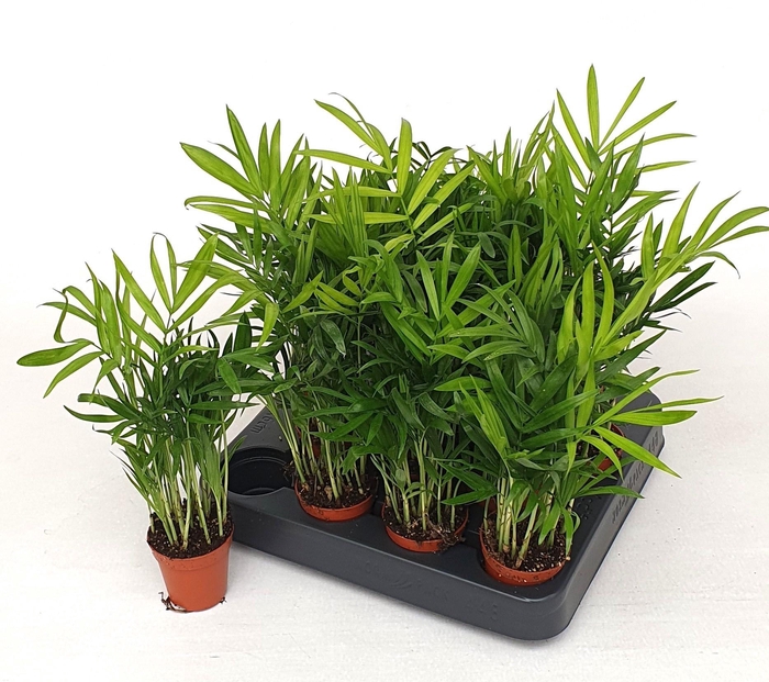 <h4>CHAMAED ELEGANS</h4>