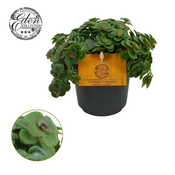 <h4>Sedum Tornado 12cm</h4>
