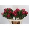 Protea Brenda