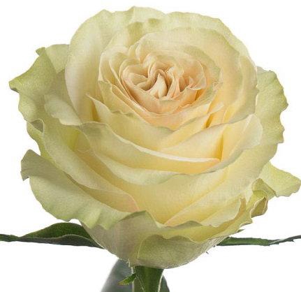 <h4>R GR DYNAMIC</h4>