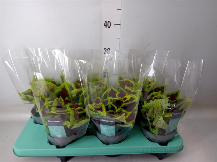 <h4>Plectranthus col. 'MSt Alligator A'</h4>