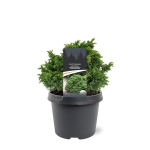 Cryptomeria japonica 'Yokohama'