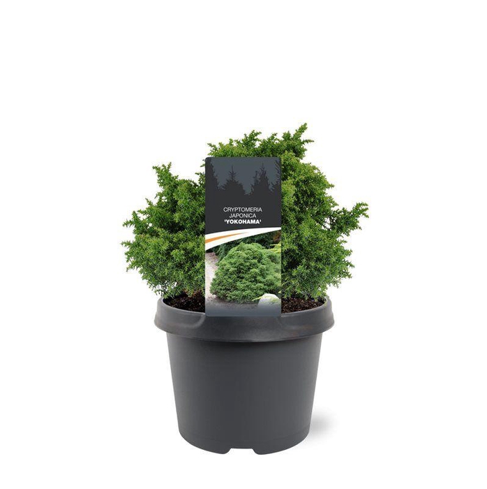 <h4>Cryptomeria japonica 'Yokohama'</h4>