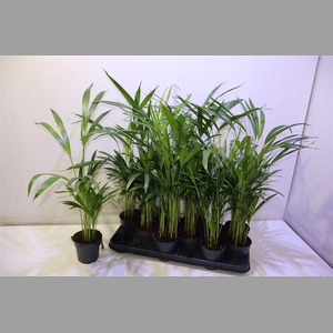 Dypsis Lutescens