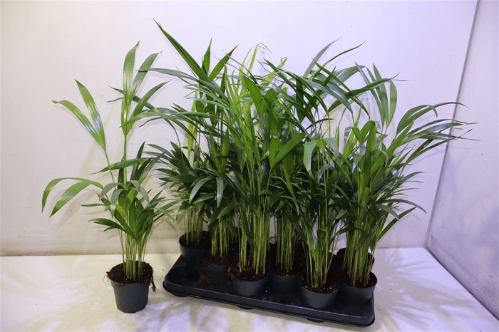 <h4>Dypsis Lutescens</h4>
