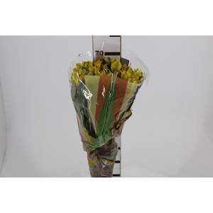 ALSTROEMERIA CARIBBEAN 070 CM