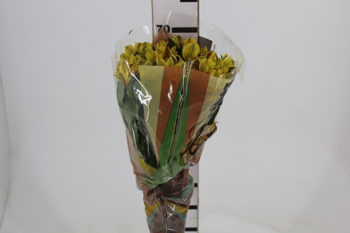 <h4>ALSTROEMERIA CARIBBEAN 070 CM</h4>