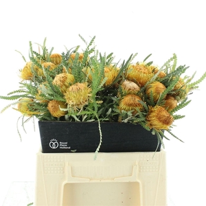 BANKSIA OV GROOTBL